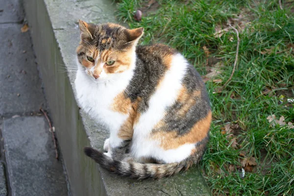 Stanbul Sokaktaki Evsiz Kedi Yemek Dileniyor Hayatta Kalmaya Çalışıyor — Stok fotoğraf