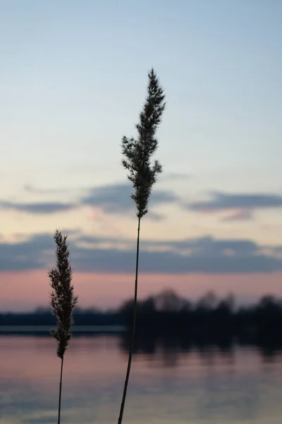 Selective soft focus of reeds on the bright colorful evening sunset sky background. Dry grass, reeds, stalks at purple pink dusk light with the blurred lake and forest.