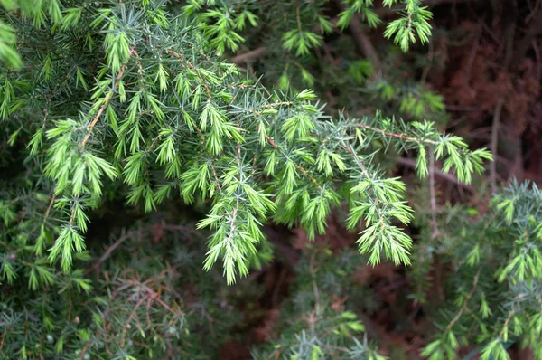 Young Green Evergreen Needles Fir Tree Tsuga Canadensis Slender Evergreen — Stock Photo, Image