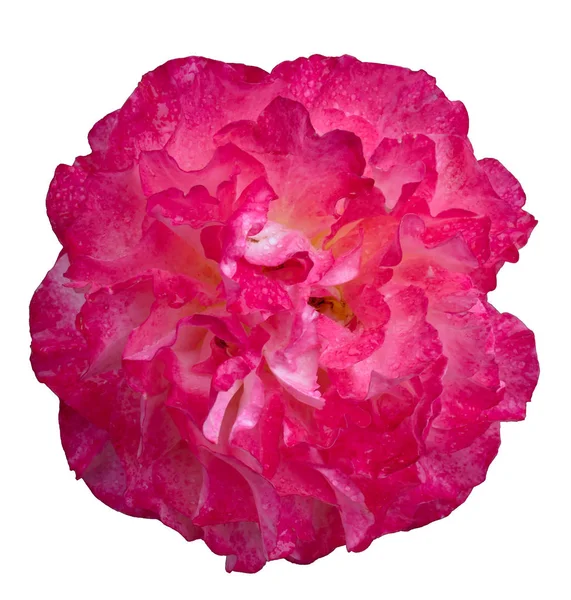 Άνθισμα Μαλακό Ροζ Κόκκινο Τριαντάφυλλο Λουλούδι Απομονωθεί Λευκό Φόντο — Φωτογραφία Αρχείου