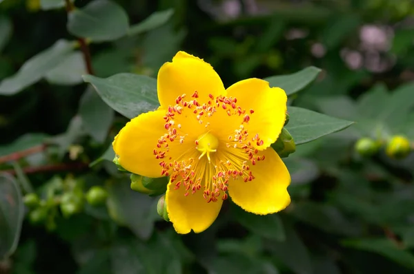 (Hypericum calycinum kapalı yeşil arka planda bir sürü stamen (sarı gül Sharon bahçede))