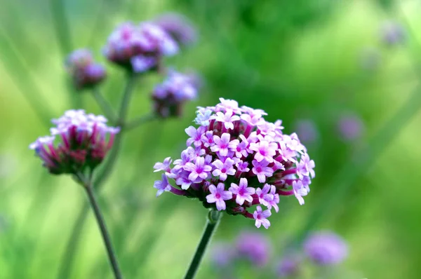 庭のぼやけた鮮やかな緑の背景に紫色のバーベナの花 — ストック写真