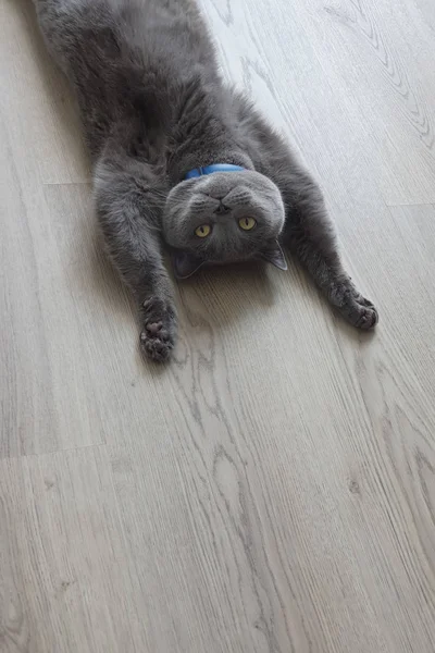 Funny Cat Emotionally Raised Paws Lying Floor Staring You Leisure — Stock Photo, Image