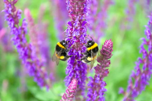 Abejorros Esponjosos Sobre Flores Púrpuras Frescas Salvia Sobre Fondo Verde —  Fotos de Stock