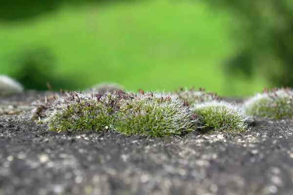 银苔生长在石头表面 背景是绿色模糊的 苔特写 — 图库照片