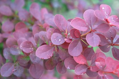 Yağmurdan sonra su damlaları içinde böğürtlen güzel bordo yaprakları