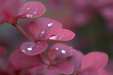 Yağmurdan sonra su damlaları içinde böğürtlen güzel bordo yaprakları