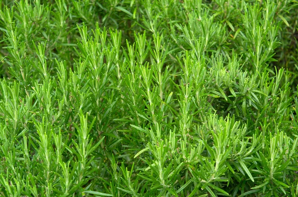 Yeşil Biberiye Bitki Bahçesi Taze Yeşil Yaprak Sprigs Yakın Çekim — Stok fotoğraf