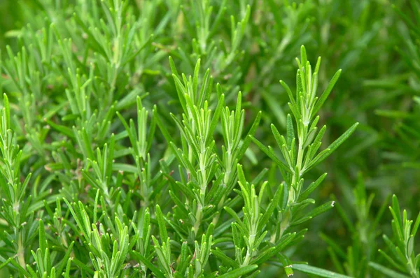 Yeşil Biberiye Bitki Bahçesi Taze Yeşil Yaprak Sprigs Yakın Çekim — Stok fotoğraf