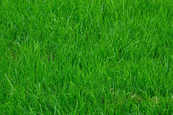 Green Lawn Grass Texture Background — Stock Photo, Image