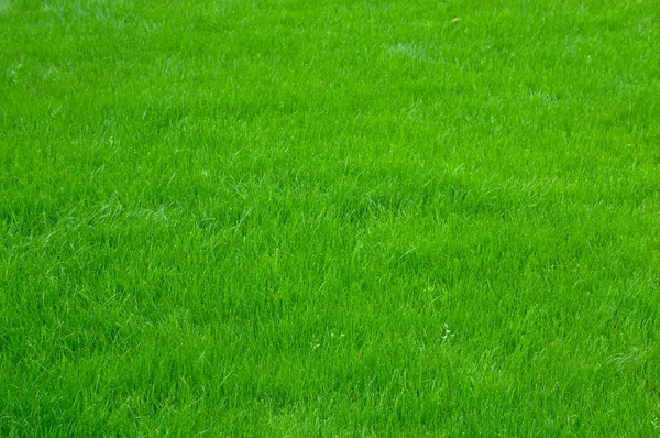 Green Lawn Grass Texture Background — Stock Photo, Image