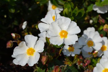 Bilge yaprak lı kaya bahçede açık güneşli bir günde açan gül, adaçayı yapraklı kaya gül, Cistus salviifolius, dökmeyen bitki.