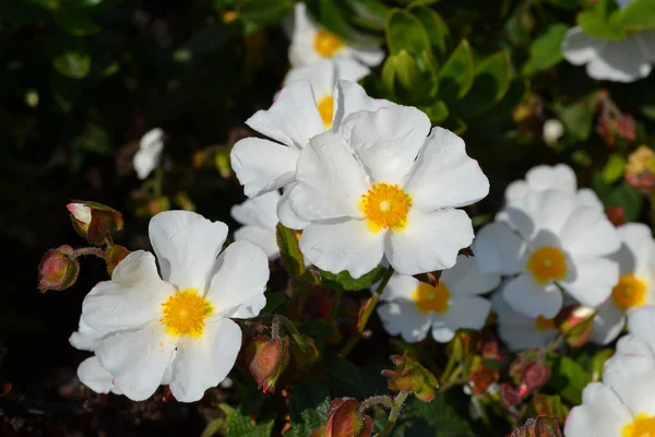 Sageleaf Rock Rose kwitnące w świetle słoneczny dzień w ogrodzie, szałwia-liściaste Rose Rock, Cistus salviifolius, Evergreen roślin. — Zdjęcie stockowe