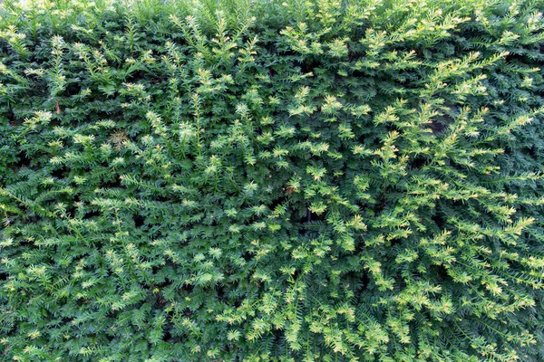 Yeşil zemin için duvar dokusu bırakır — Stok fotoğraf