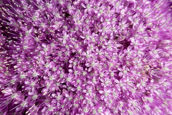 背景にシングル美しい紫色のアリウム玉ねぎの花のクローズアップ。明るい夏の花の有機的な背景. — ストック写真