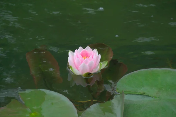 Lys rose, lotus dans un étang naturel avec de l'eau verte — Photo