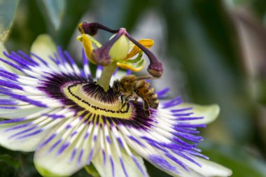 Doğal bir arka plan üzerinde Passiflora edulis veya Passion Flower çiçek üzerinde bal arısı görünümü.