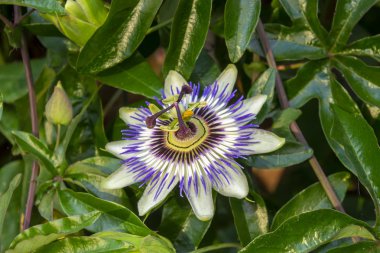 Closeup muhteşem tutku çiçek Passiflora caerulea arka plan