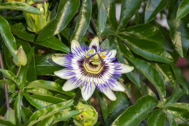 Closeup muhteşem tutku çiçek Passiflora caerulea arka plan