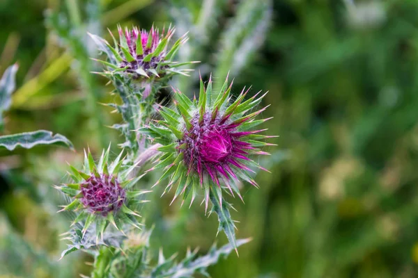 Fiori del fiore di cardo mariano scozzese selvatico rosa in fiore — Foto Stock