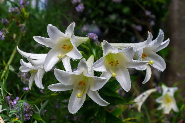 Grupa białych kwiatów lilia pokryte krople deszczu w ogrodzie — Zdjęcie stockowe