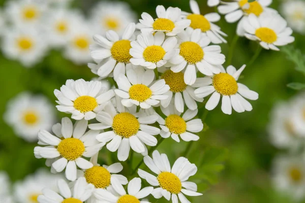 Camomiles branco bonito campo de flores margarida no prado verde — Fotografia de Stock