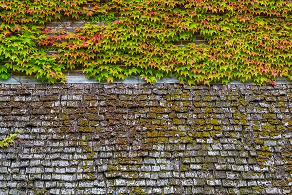 Superficie del techo de madera vieja con musgo verde en la textura de fondo — Foto de Stock