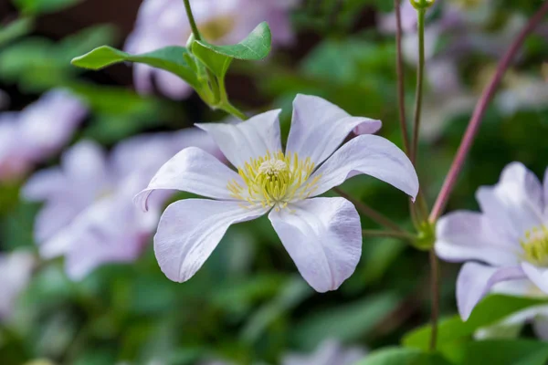 Hermosa flor blanca de clematis. Fondo con flores blancas — Foto de Stock