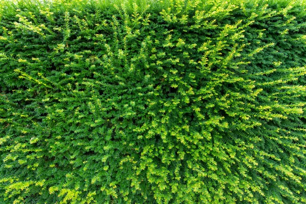 Groene bladeren muur textuur voor achtergrond — Stockfoto
