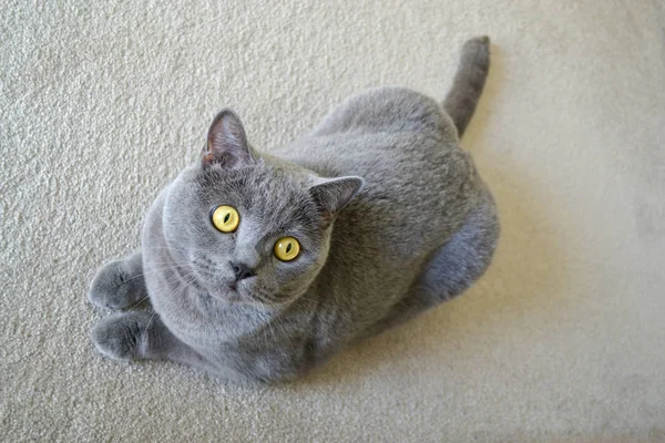 Britânico gato shorthair com pêlo cinza azul — Fotografia de Stock