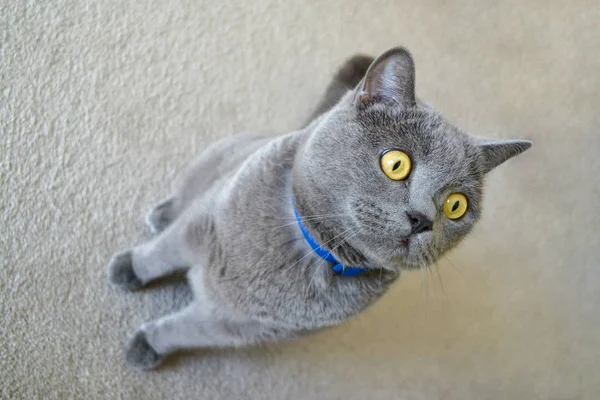 Britânico gato shorthair com pêlo cinza azul — Fotografia de Stock