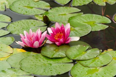 Gölet güzel Lotus veya su zambak çiçek çiçekleri