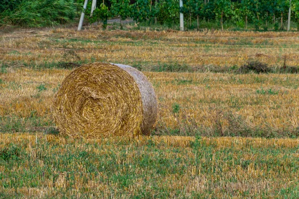 Rolos dourados redondos de fardos de palha no campo após a colheita — Fotografia de Stock