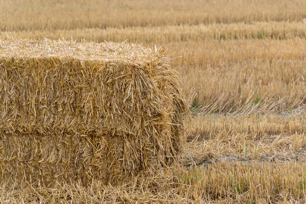 Briqueta de paja de heno prensada a la izquierda de la cosecha acostada en un campo —  Fotos de Stock