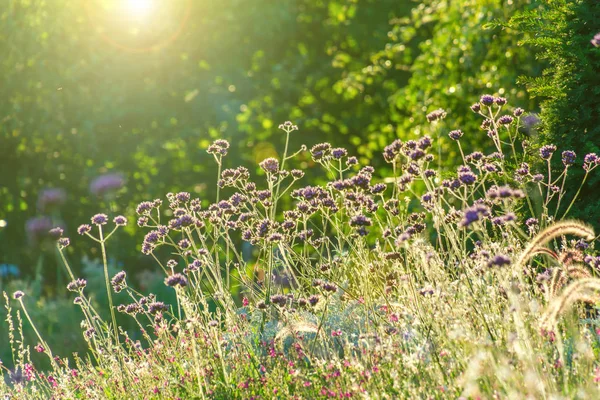 Gün batımında bahçede mor verbena çayır. Arka planda güneş ışıkları ve bokeh