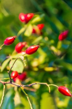 Akşam gün batımında güneş ışınlarının sıcak ışığında olgun gül kalçalar