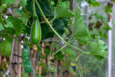 Yeşil kabak bahçede ağaç yapısı üzerinde asılı