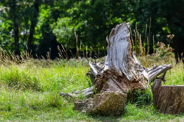 Ormanın kenarında çıplak kökleri ile eski düşmüş ağaç kütüğü — Stok fotoğraf