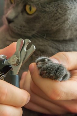 Erkek veteriner kedi pençesi tutan ve makas ile pençeleri kırpma. Bir güzellik salonu closeup Kedi