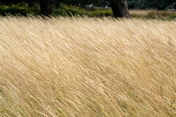 Hierba de pradera seca amarilla alta en la textura del fondo del día soleado — Foto de Stock