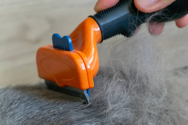 Toelettatura spazzolatura grigio gatto piuttosto carino con una spazzola speciale per toelettatura. Un sacco di pellicce dopo la pettinatura. Concetto di cura degli animali, concetto di pelliccia allergia da vicino — Foto Stock