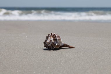 Deniz kabuğu Florida plajda yaz saati