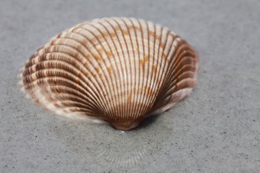 Deniz kabuğu Florida plajda yaz saati