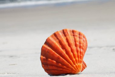 Deniz kabuğu Florida plajda yaz saati