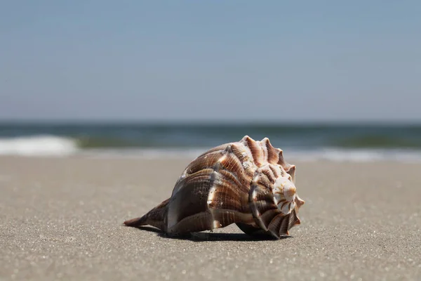 Cáscara Del Mar Playa Florida Tiempo Verano — Foto de Stock