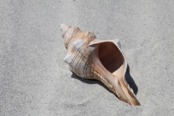 Sea Shell Florida Beach Summer Time — Stock Photo, Image