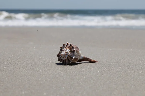 Sea Shell Florida Beach Summer Time — Stock Photo, Image