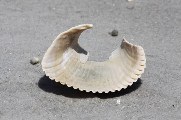 Sea Shell Florida Beach Summer Time — Stock Photo, Image