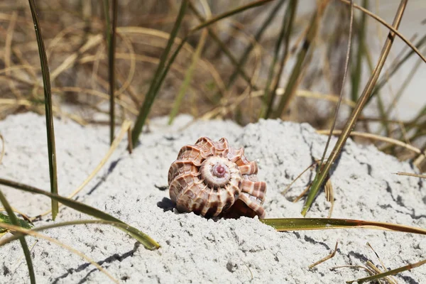 Sea Shell Florida Beach Summer Time — Stock Photo, Image