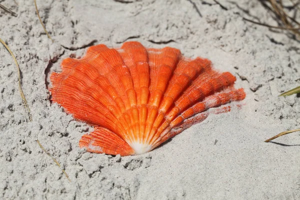 Sea Shell Florida Beach Summer Time — Stock Photo, Image